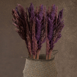 sušena pampas trava, 73 cm bež prirodna sušena, hrpa oko 12 kom