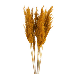 sušena pampas trava 73 cm prirodno osušena, grozd od oko 12 kom,