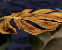 Pamučna posteljina 240x220 Dreamhouse Nature