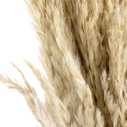 sušena pampas trava, 75 cm krem prirodna sušena, hrpa oko 12 kom