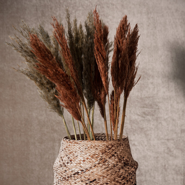 sušena pampas trava, 73 cm bež prirodna sušena, hrpa oko 12 kom