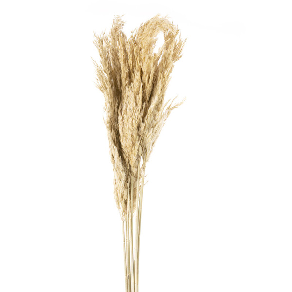 sušena pampas trava, 75 cm krem prirodna sušena, hrpa oko 12 kom