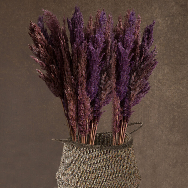 sušena pampas trava, 73 cm bež prirodna sušena, hrpa oko 12 kom